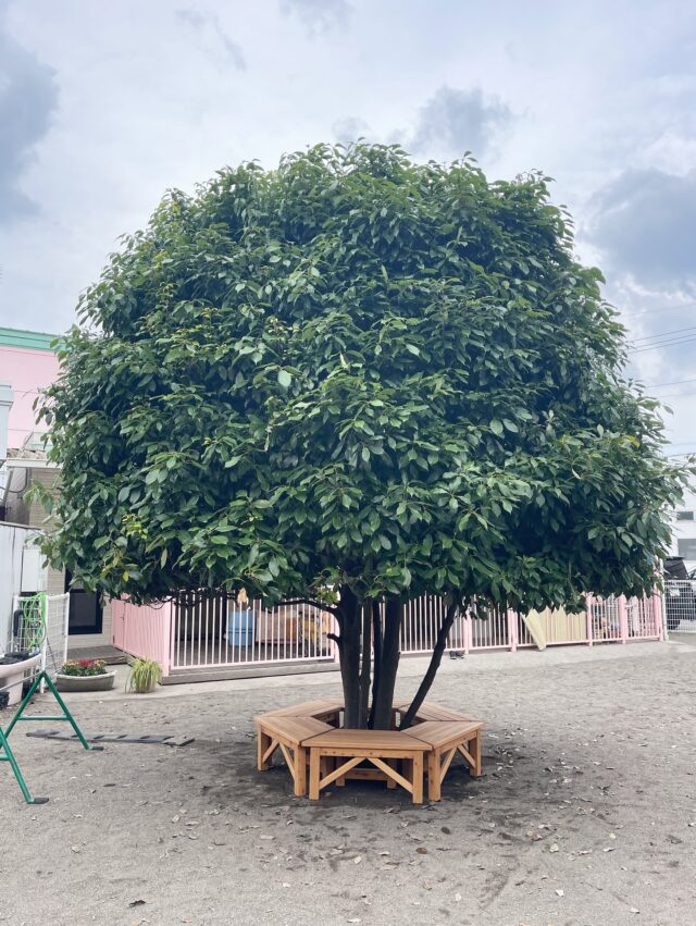 ︎□ NOZAWA MOKKOU®︎ 
＊シラカシの木を囲むベンチ＊
宇都宮市の今泉保育園様に納品させて頂きました😊

#ベンチ #台形ベンチ #サークルベンチ #屋外ベンチ
#シンボルツリー #記念樹 #木を囲む #木を囲むベンチ
#サークルベンチ #ヒノキ #桧 #木製ベンチ #シラカシ
#家具 #特注家具 #木製家具 #オーダーメイド家具 #木工
#NOZAWAMOKKOU #野沢木工所 #特注家具専門店 #家具屋